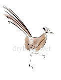 Roadrunner