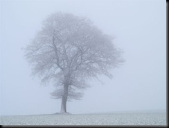 tree-in-fog