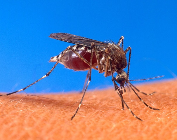 [757px-Aedes_aegypti_biting_human[6].jpg]