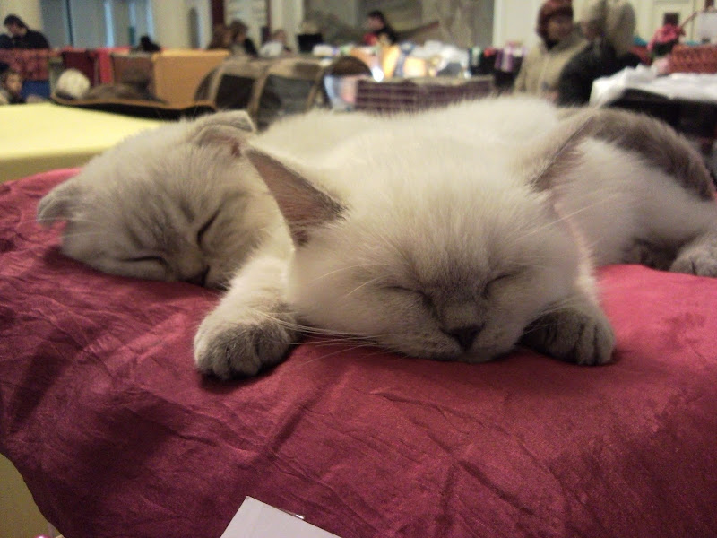Katzi Lazy cats