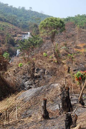 [Deforestation-at-Charlotte-Falls-26-JAN-10-1[3].jpg]