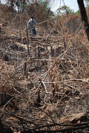 [Deforestation-at-Charlotte-Falls-26-JAN-10-2[4].jpg]