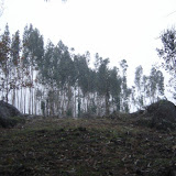 DSC02401 [800x600].jpg