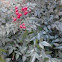 Nandina