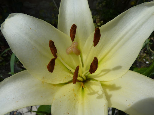 http://lh6.ggpht.com/__CQwcy0s0FI/Skn7xtwWr5I/AAAAAAAAAVU/Zq34aA8RaiM/s512/P1000329.JPG