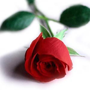 Single on Valentine's day