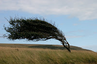 Blown tree