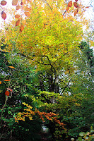 Beautiful tree. Aubain would marry this tree if (a) he wasn't already married, and (b) marrying trees was legal.