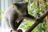 Climbing koala