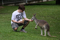 Feeding the kangaroos