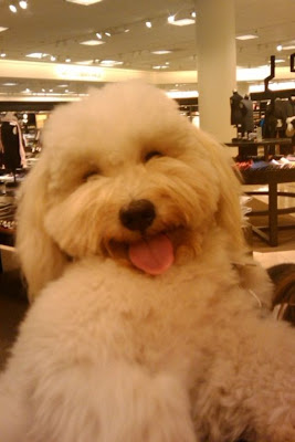 Happy Dog