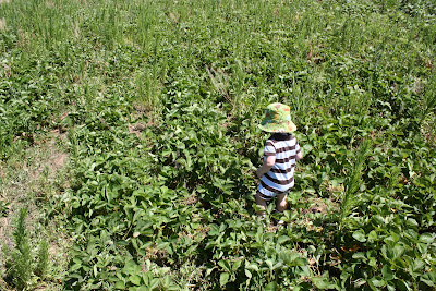 I was told there would be strawberries?