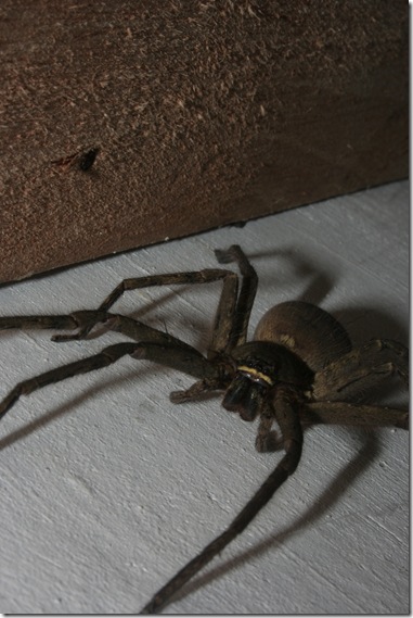 Now he's climbing up my wall... Now he's climbing up my wall...