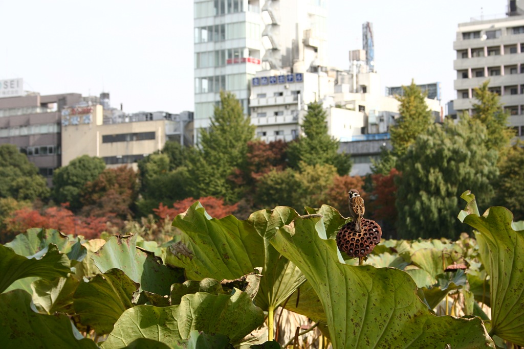 [IMG_40936.jpg]