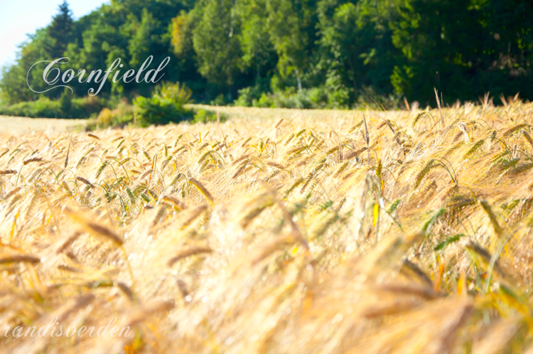 cornfiels