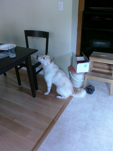 this is how atari begs for food.. dejectedly.