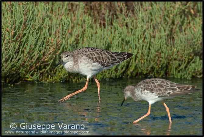                    © Giuseppe Varano   www.natureandwildlifeimages.blogspot.com