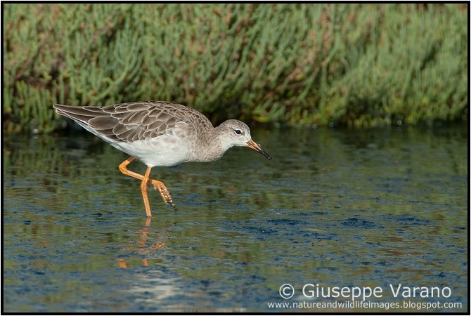                    © Giuseppe Varano   www.natureandwildlifeimages.blogspot.com