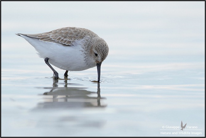 © Giuseppe Varano - Nature and Wildlife Images