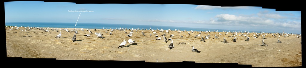 [gannet colony pano juvenile about to leave[4].jpg]