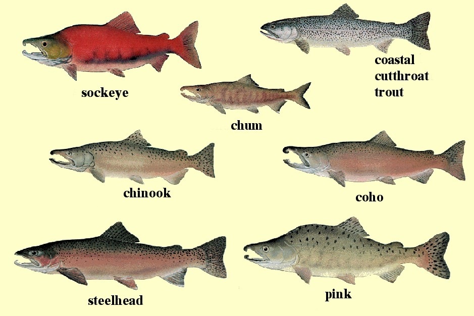 [Salmon chart[4].jpg]
