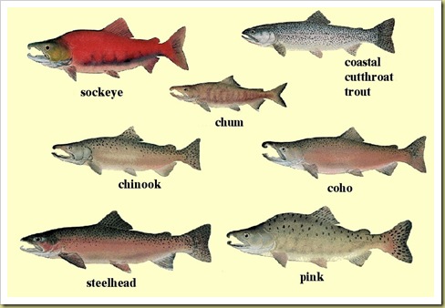Salmon chart