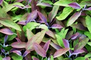 [PurpleSage4.jpg]