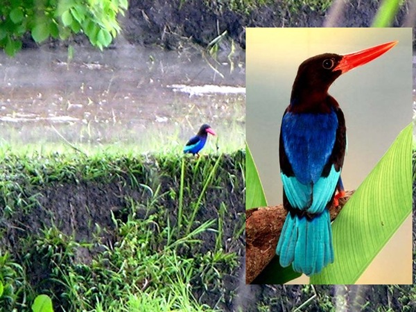 javanese kingfisher as spotted from a room in Villa Sabandari a luxury hotel with spa in the rice fields near Ubud, Bali