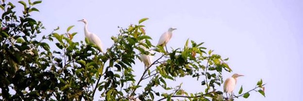 clip_image010 De witte reigers van Petulu op Bali