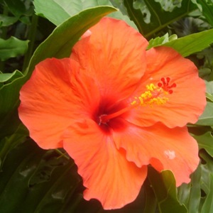 Hibiscus in Villa Sabandari, one of the newest hotels with yoga teacher training in Bali
