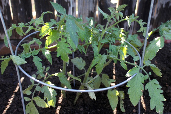 Tomatoes2 Tomatoes2