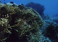 cahayagan reef, carmen, agusan del norte