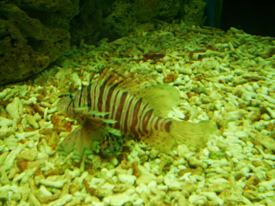 manila ocean park, manila