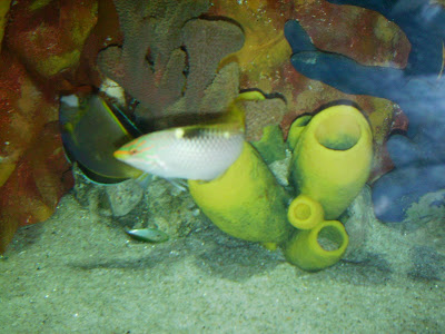 manila ocean park, manila