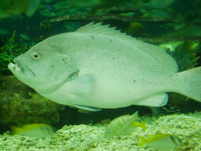 manila ocean park, manila