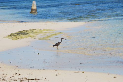 general luna, siargao