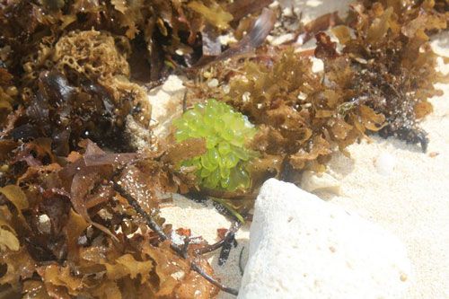 general luna, siargao