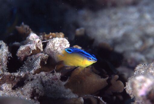 one-spot damsel?