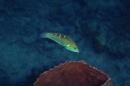vrolik's wrasse
