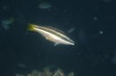 yellow-tail tubelip