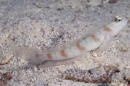 red-margin shrimpgoby