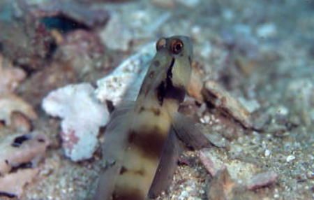 masked shrimpgoby