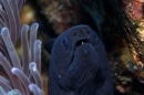 ナミウツボ