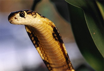 [king-cobra[5].jpg]
