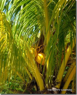 island 005 island 005