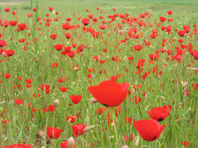 un champs de coquelicots