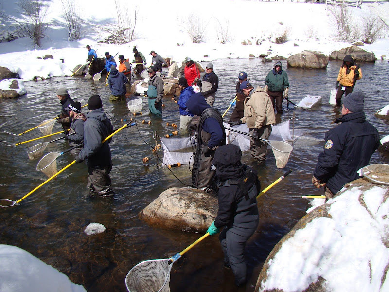 Fish Shocking with CDOW