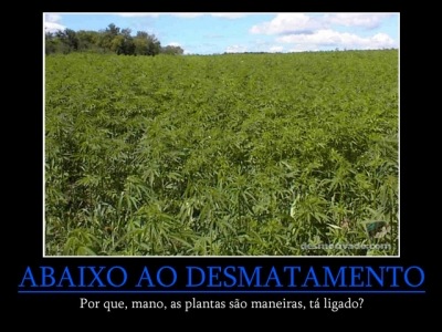 [desmatamento[4].jpg]