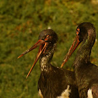 Animales en peligro de extinción: Cigüeña negra