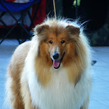Dog exhibition